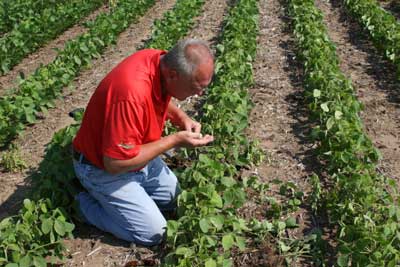 SAMPLING FOR SOYBEAN CYST NEMATODES